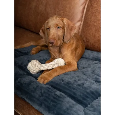 TrendPet Harmony anthrazit couverture câline