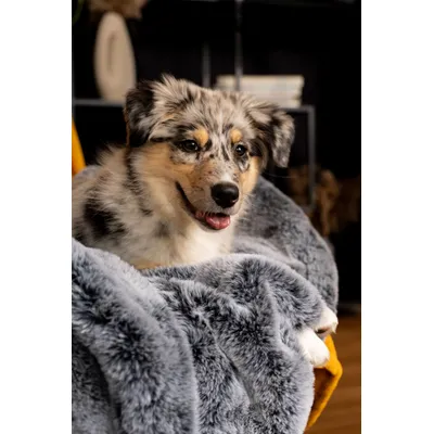 TrendPet Yuma couverture câline