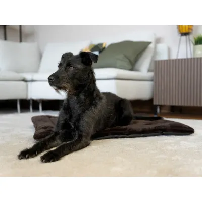 TrendPet Harmony Flex TrendPet Harmony Flex