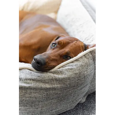 TrendPet VitaBed Classic lit orthopédique pour chiens