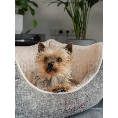 TrendPet VitaBed Classic lit orthopédique pour chiens