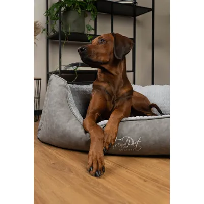 TrendPet VitaBed Style lit orthopédique pour chien