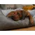 TrendPet VitaBed Style Orthopädisches Hundebett TrendPet VitaBed Style Orthopädisches Hundebett