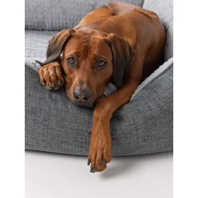 TrendPet VitaBed Classic lit orthopédique pour chiens