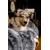 TrendPet Yuma couverture câline TrendPet Yuma couverture câline