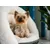 TrendPet LunaSuite Coin câlin TrendPet LunaSuite Coin câlin