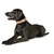 HUNTER Collier Swiss, noir