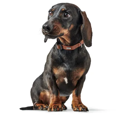 HUNTER Collier Canadian Up, brune