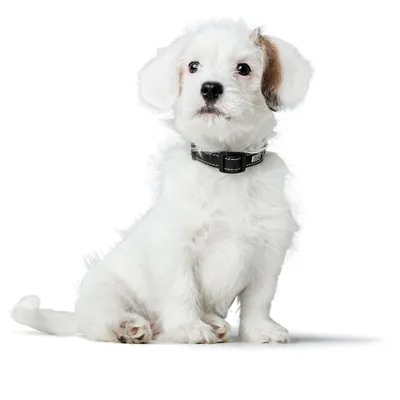 HUNTER Collier Canadian Up, noir