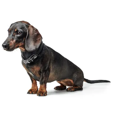 HUNTER Collier Round & Soft Canadian Up, cognac