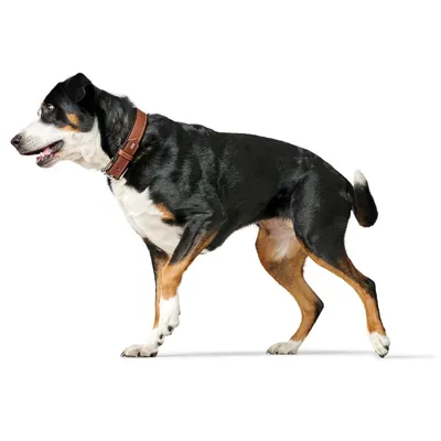 HUNTER Collier Canadian Up, noir