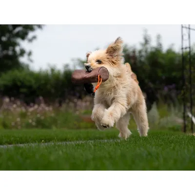 TrendPet KURT La poche à friandises