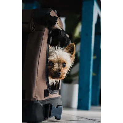 TrendPet TPX-Pro Caisse pliante pour chiens