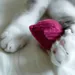 Bagane Jouet d'occupation pour chat, forme radis K Rad