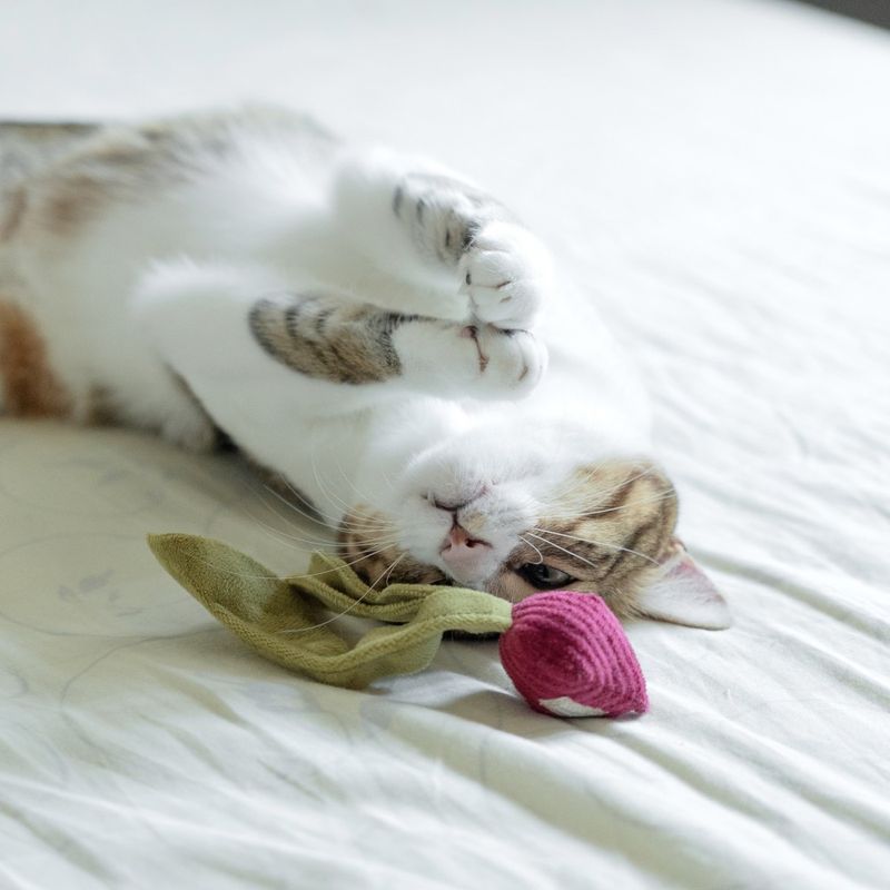 Bagane Jouet pour chat avec herbe à chat, forme radis K Rad