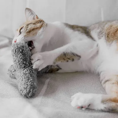 Bagane Jouet pour chat avec clochette et herbe à chat, K Breuuer