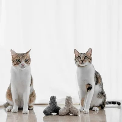 Bagane Jouet pour chat avec clochette et herbe à chat, K Breuuer