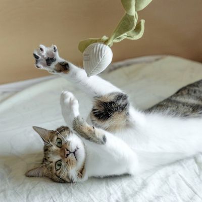 Bagane Jouet pour chat avec herbe à chat, forme radis K Rad