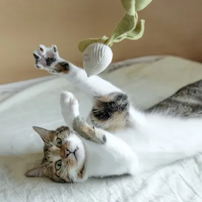 Bagane Jouet pour chat avec herbe à chat, forme radis K Rad