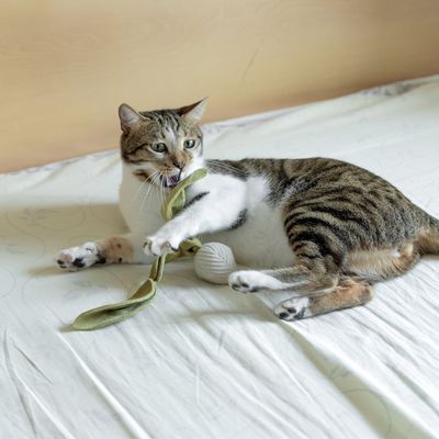 Bagane Jouet pour chat avec herbe à chat, forme radis K Rad