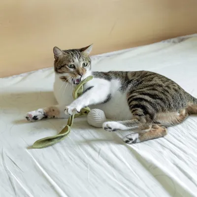Bagane Jouet pour chat avec herbe à chat, forme radis K Rad