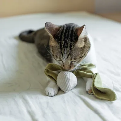 Bagane Jouet pour chat avec herbe à chat, forme radis K Rad