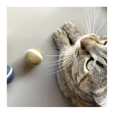 Bagane Lot de 3 balles de jeu pour chat en feutre de laine Bala