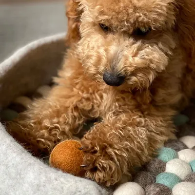 Bagane Panier petit chien / chat apaisant en feutre de laine gris Jena