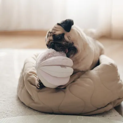 Bagane Lit rond pour petit chien / chat réversible nude Taart