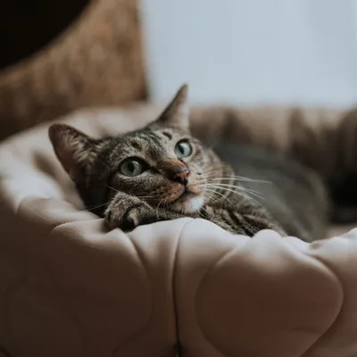 Bagane Lit rond pour petit chien / chat réversible nude Taart