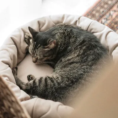 Bagane Lit rond pour petit chien / chat réversible nude Taart