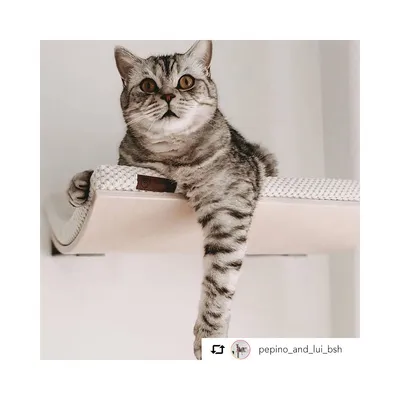 Bagane Etagère hamac chat design, bois érable Kissa