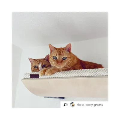 Bagane Etagère hamac chat design, bois érable Kissa