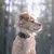 Bagane Collier chien nude réglable, imperméable, boucle en métal Mellem Bagane Collier chien nude réglable, imperméable, boucle en métal Mellem