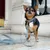 Bagane Collier chien réglable en coton bio avec boucle dorée Smuk