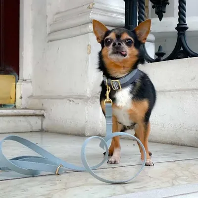 Bagane Collier chien réglable en coton bio avec boucle dorée Smuk