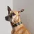 Bagane Collier chien vert réglable, imperméable, boucle en métal Mellem