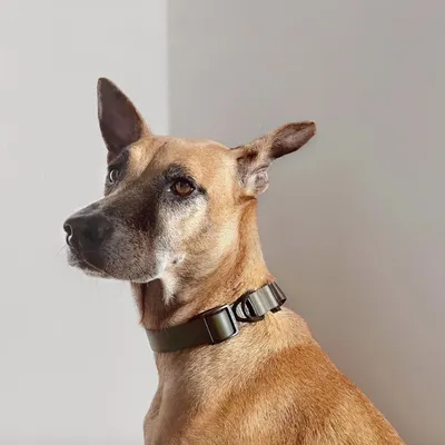 Bagane Collier chien vert réglable, imperméable, boucle en métal Mellem