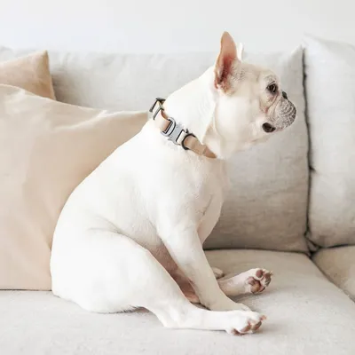 Bagane Collier chien nude réglable, imperméable, boucle en métal Mellem