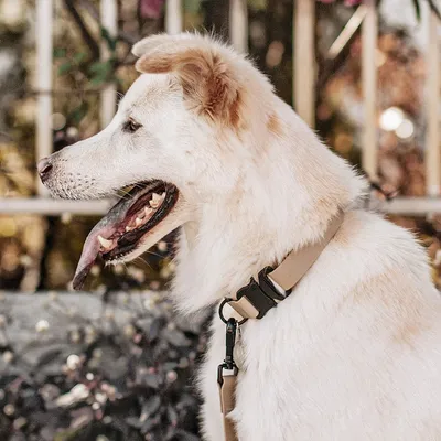 Bagane Collier chien kaki réglable, imperméable, boucle en métal Mellem