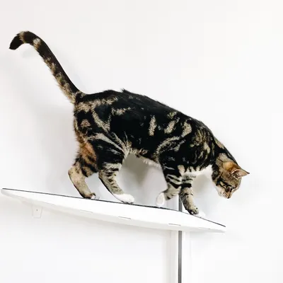 Bagane Grand arbre à chat mural design 4 plateformes socle blanc Moon Plus