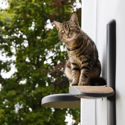 Bagane Arbre à chat mural design 2 plateformes, socle gris Moon