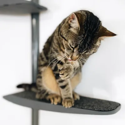 Bagane Grand arbre à chat mural design 4 plateformes socle gris Moon Plus