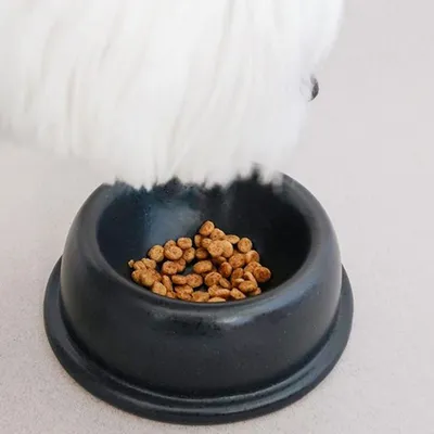 Bagane Gamelle pour chat / petit chien ronde en céramique anthracite Comer