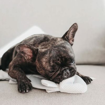 Bagane Jouet d'occupation pour chien forme poisson, Trouut