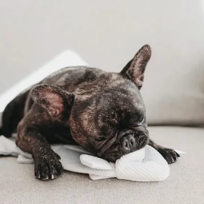 Bagane Jouet d'occupation pour chien forme poisson, Trouut