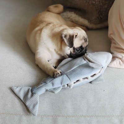 Bagane Jouet d'occupation pour chien forme poisson, Trouut