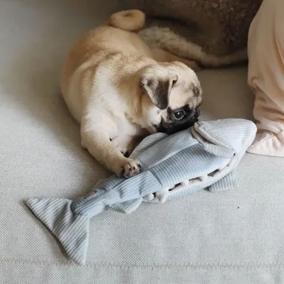 Bagane Jouet d'occupation pour chien forme poisson, Trouut