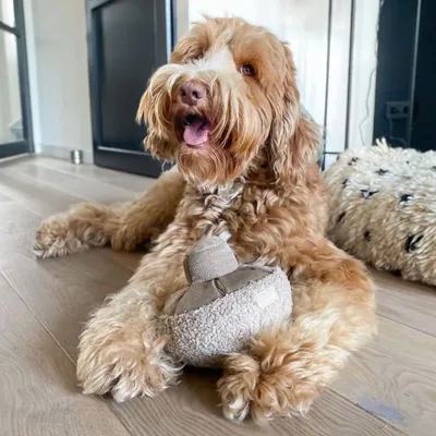 Bagane Jouet d'occupation pour chien, forme champignon Guu