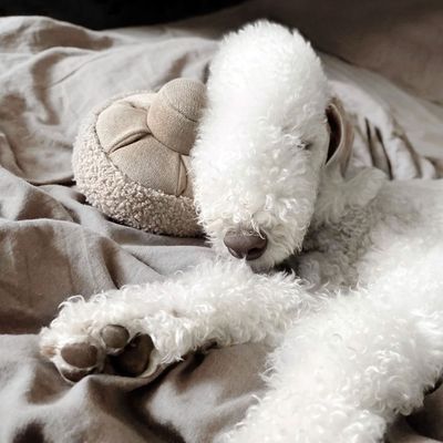 Bagane Jouet d'occupation pour chien, forme champignon Guu